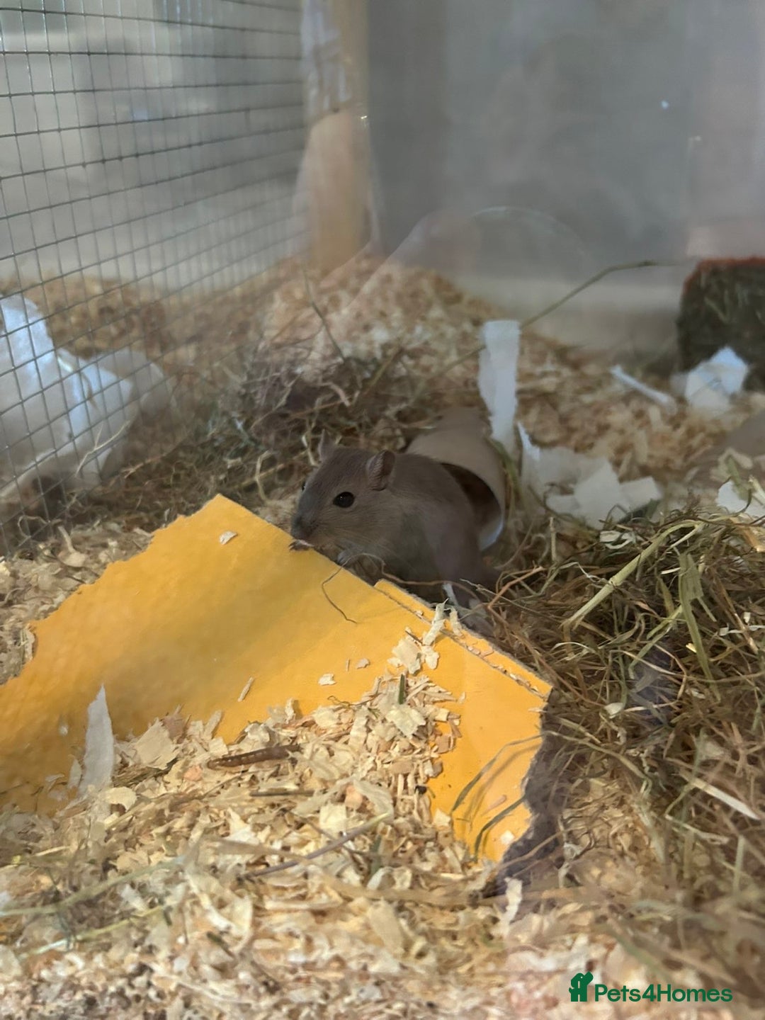 Gerbil rodents for sale: Female gerbils  - Image 1
