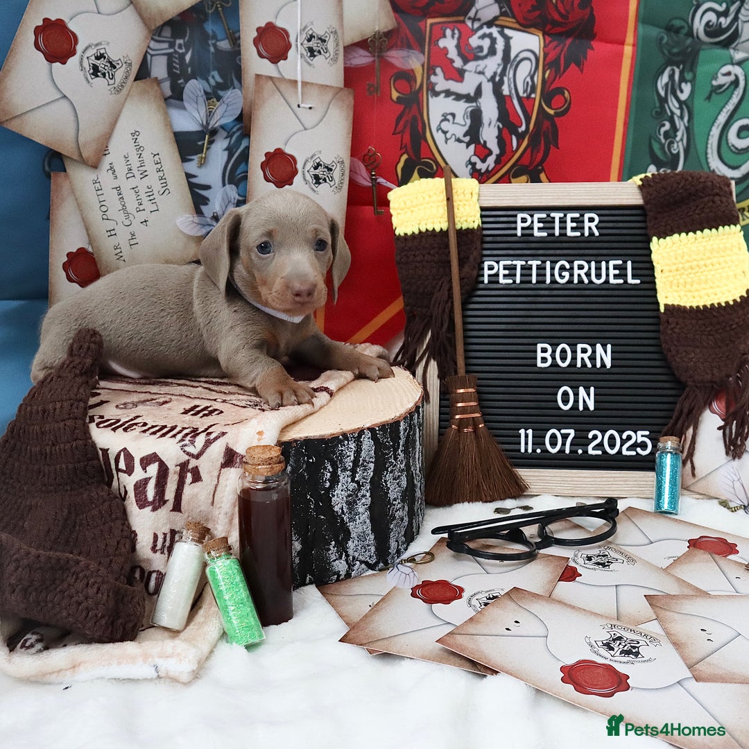 Miniature Dachshund dogs for sale: KC Reg short haired miniature dachshunds - Image 19