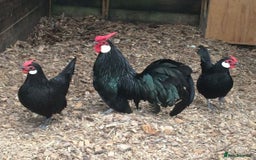 Chickens poultry for sale: Rose comp 1 cock and 4 hens laying - Image 1