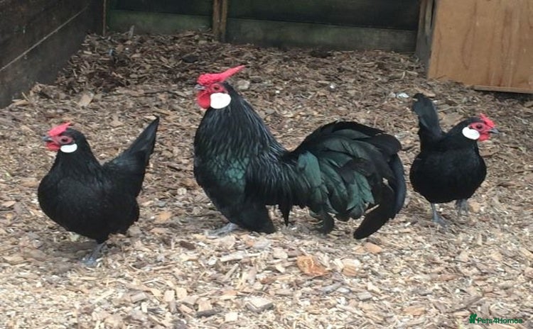 Chickens poultry - Advert 8