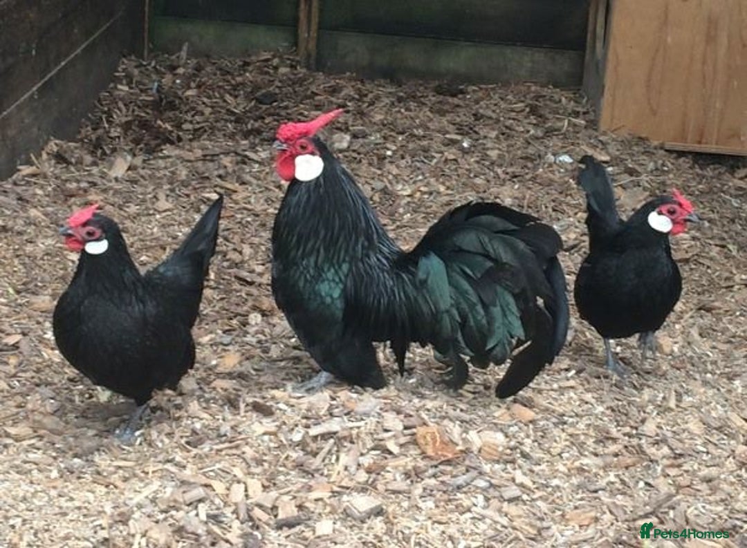Chickens poultry for sale: Rose comp 1 cock and 4 hens laying - Image 1