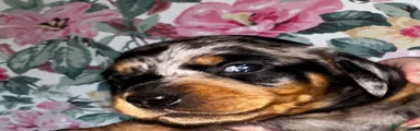 Miniature Dachshund female 3