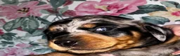 Miniature Dachshund dogs for sale: ❤️ Silver Black & Tan Dapple Dachshund Pups ❤️ - Advert 8
