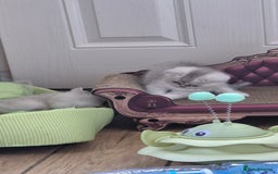 British Shorthair cats for sale: British shorthair  - Image 12