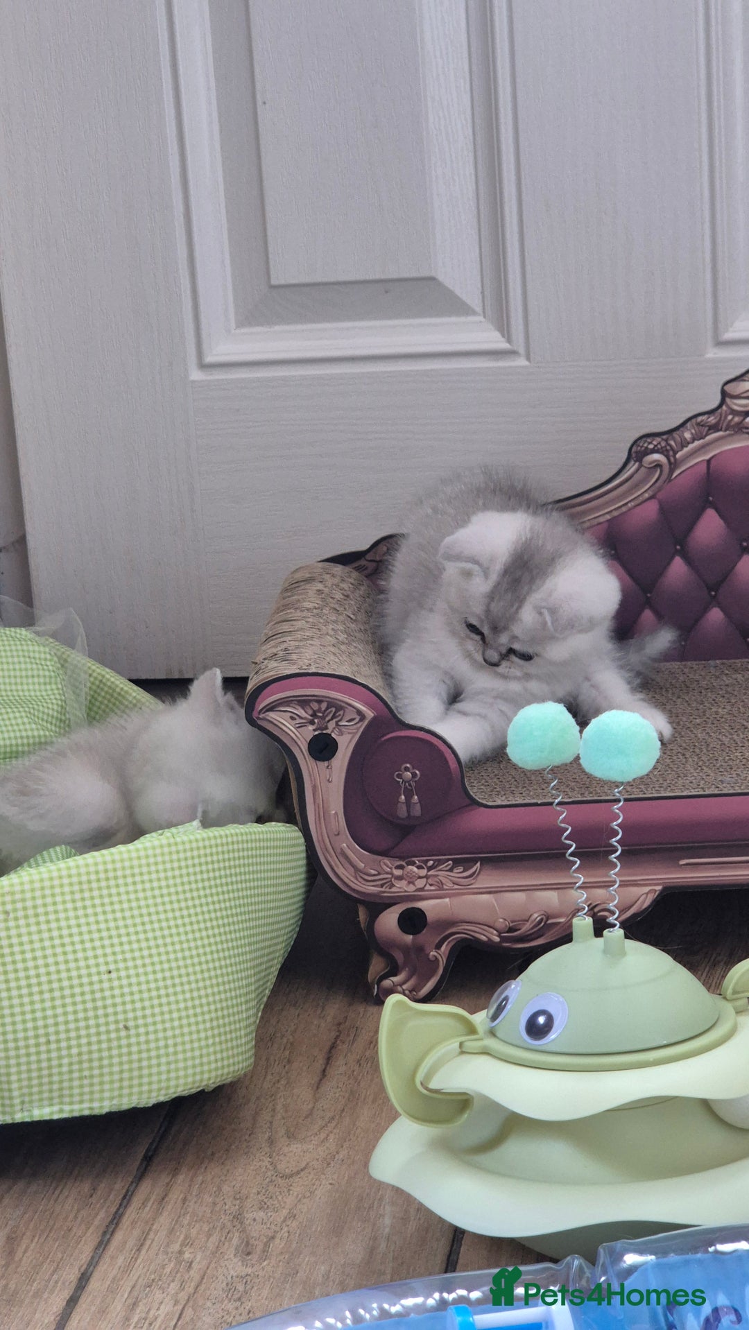 British Shorthair cats for sale: British shorthair  - Image 12