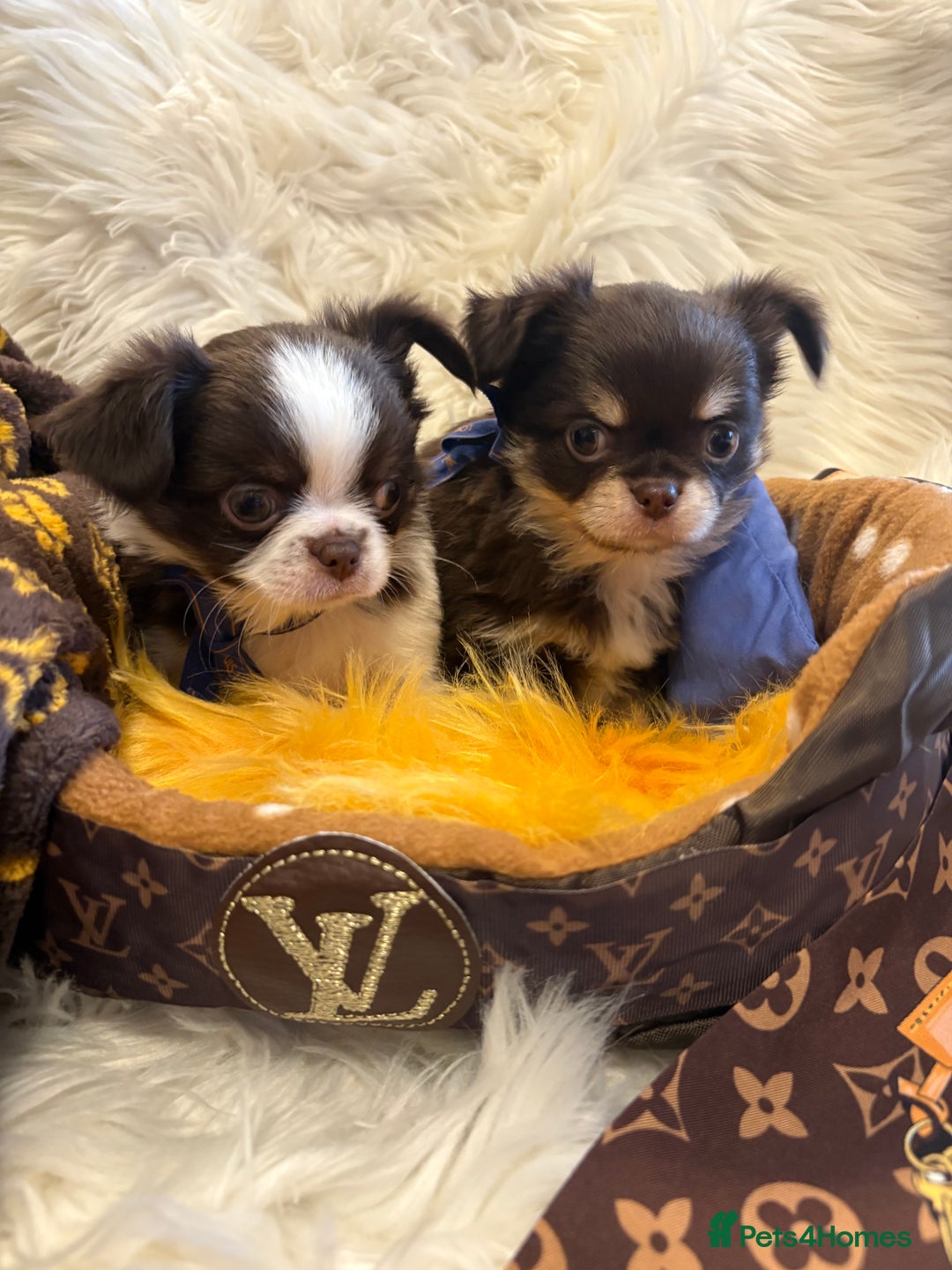 Chihuahua dogs for sale: CHIHUAHUA PUPPIES 🩵🩵 - Image 7