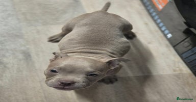 American Bully dogs in Wilmslow - Advert 7