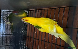 Parrots birds for sale: Beautiful Adorable Kakariki Talking Parrots - Image 20