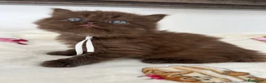 British Shorthair 4