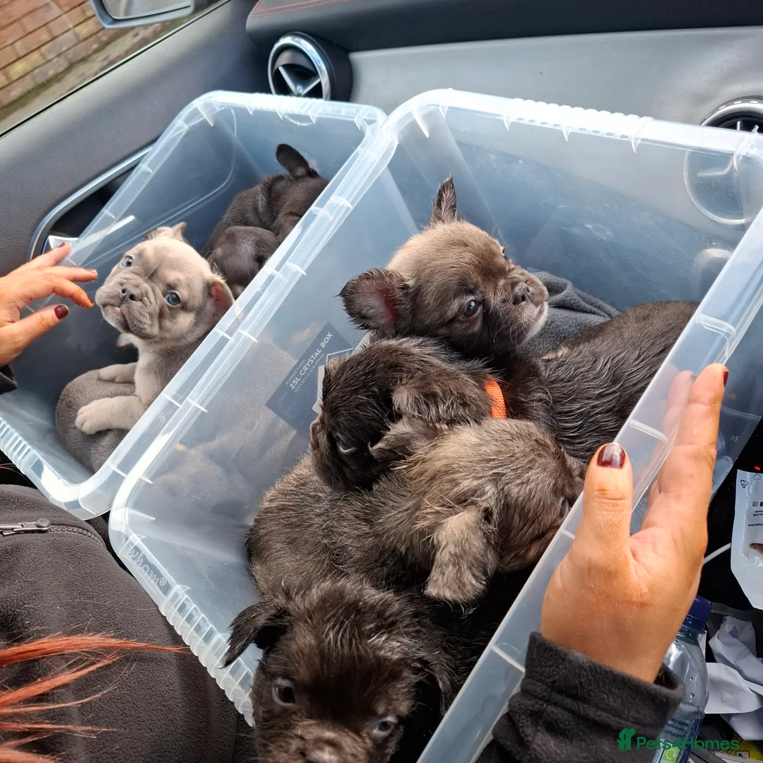 French Bulldog dogs for sale: Exotic coloured visual fluffy frenchies  - Advert 2