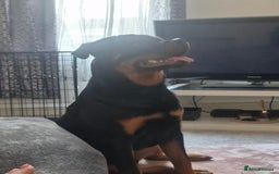 Rottweiler dogs for sale: Nico age 1 rottweiler  - Image 2