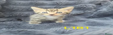 L1B1