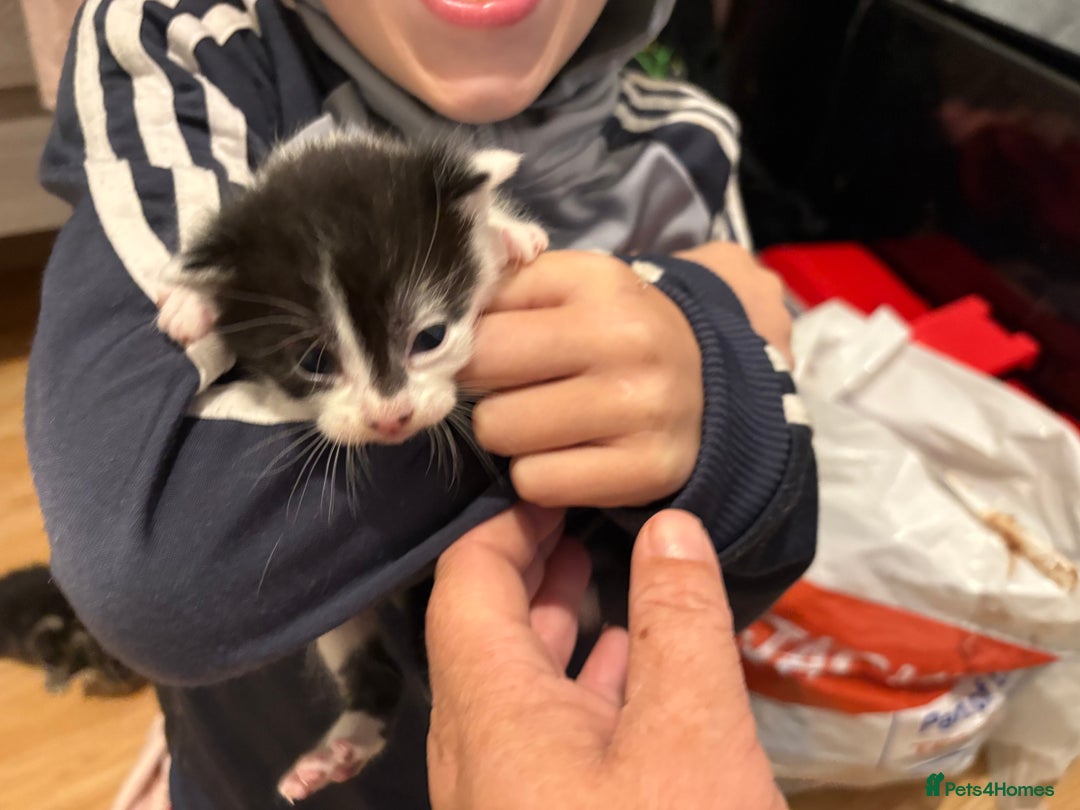 Mixed Breed cats for sale: Kittens  - Image 1