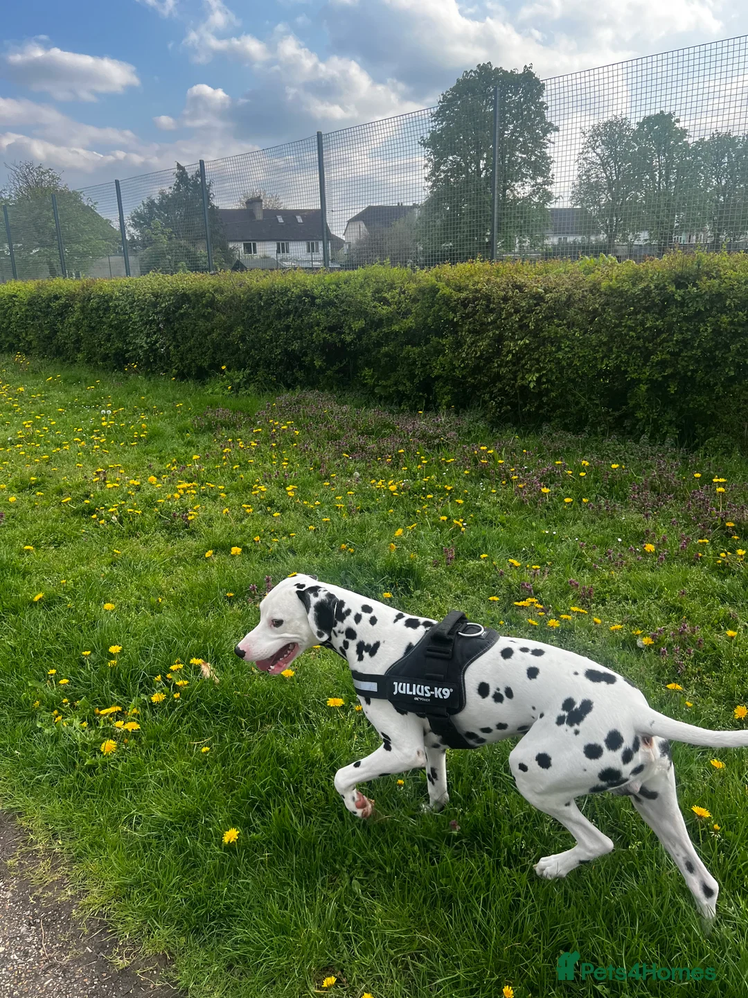 Dalmatian dogs for stud: Beautiful Male Dalmatian  - Advert 8