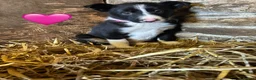 Border Collie dogs for sale: Beautiful Pedigree Border Collie Puppies - Advert 11