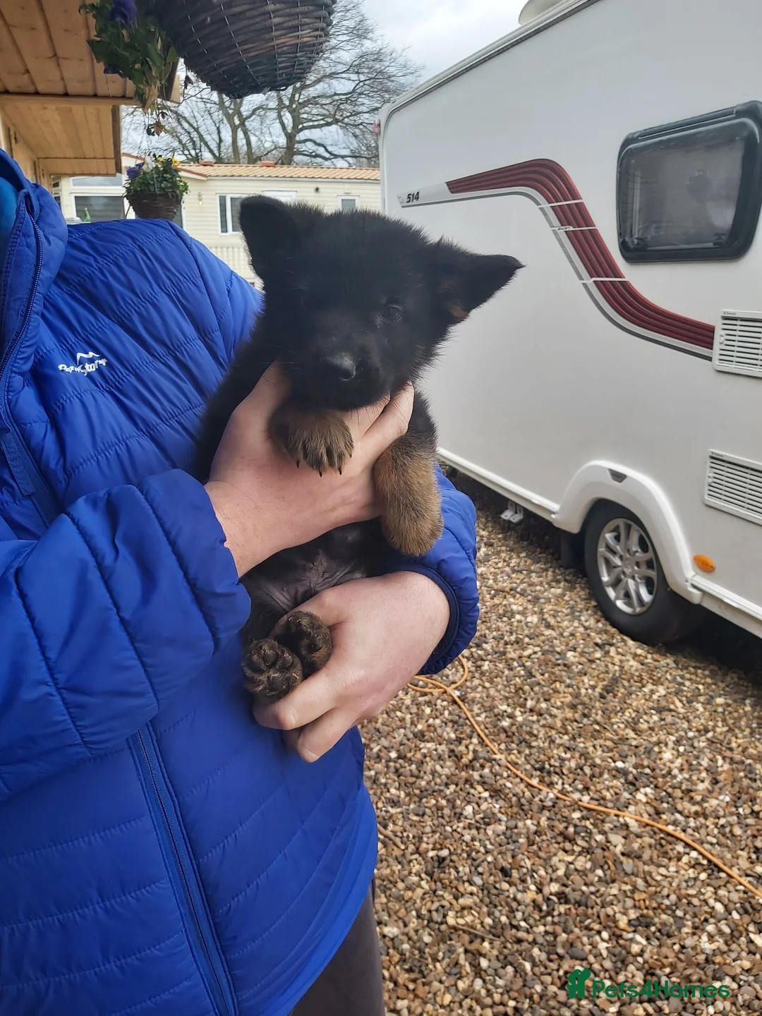 German Shepherd dogs for sale: 6 German shepherd pups - Advert 6