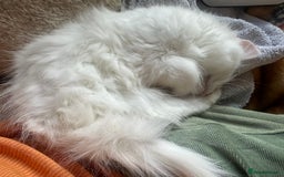Turkish Angora cats for sale: Gorgeous fluffy Turkish angora cross kittens  - Image 14