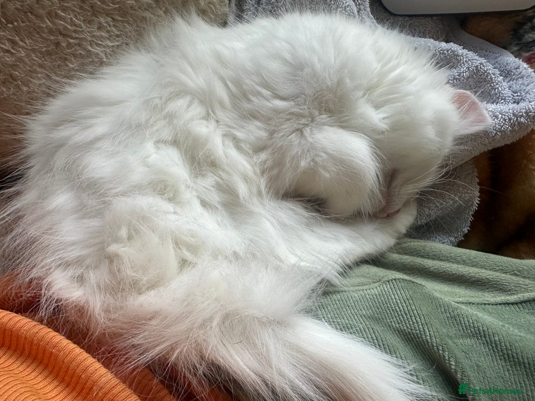 Turkish Angora cats for sale: Gorgeous fluffy Turkish angora cross kittens  - Image 14