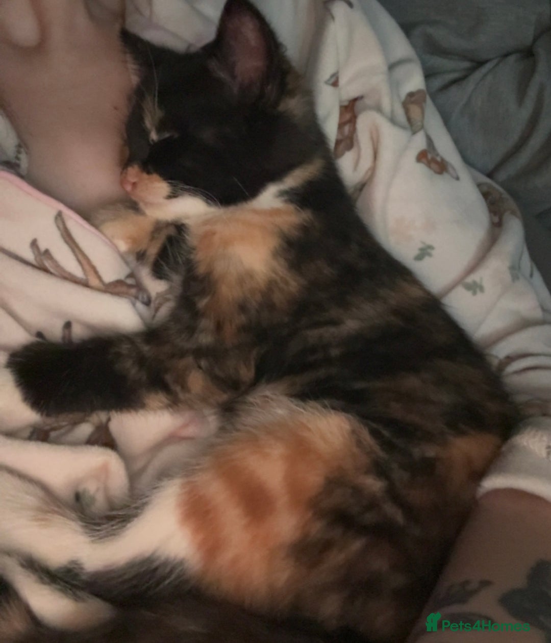 Mixed Breed cats for sale: Female kitten left - Advert 5