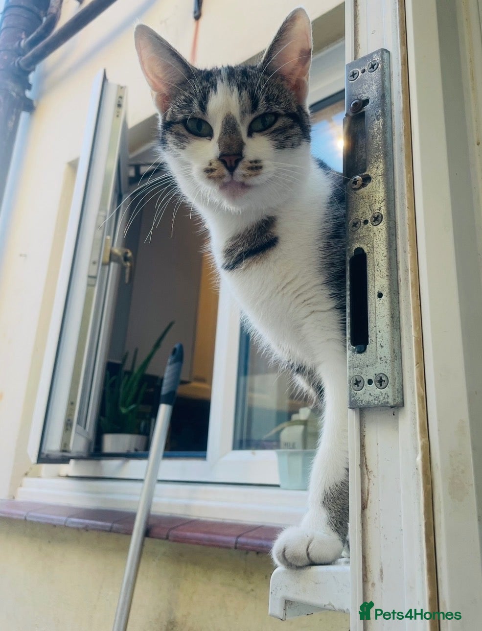 Domestic Shorthair cats Beautiful fluffy Tabby kitten available  - Advert 1