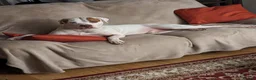 American Bulldog dogs for stud: Frank  in Bolton - Advert 10