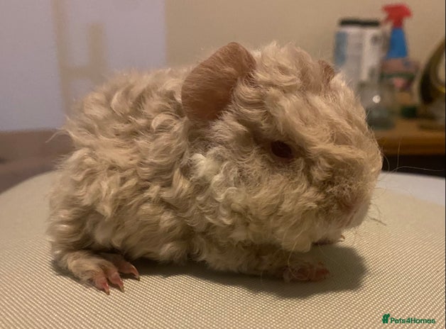 Guinea Pig rodents - Advert 3