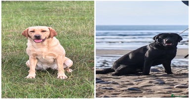 Labrador Retriever dogs - Advert 13