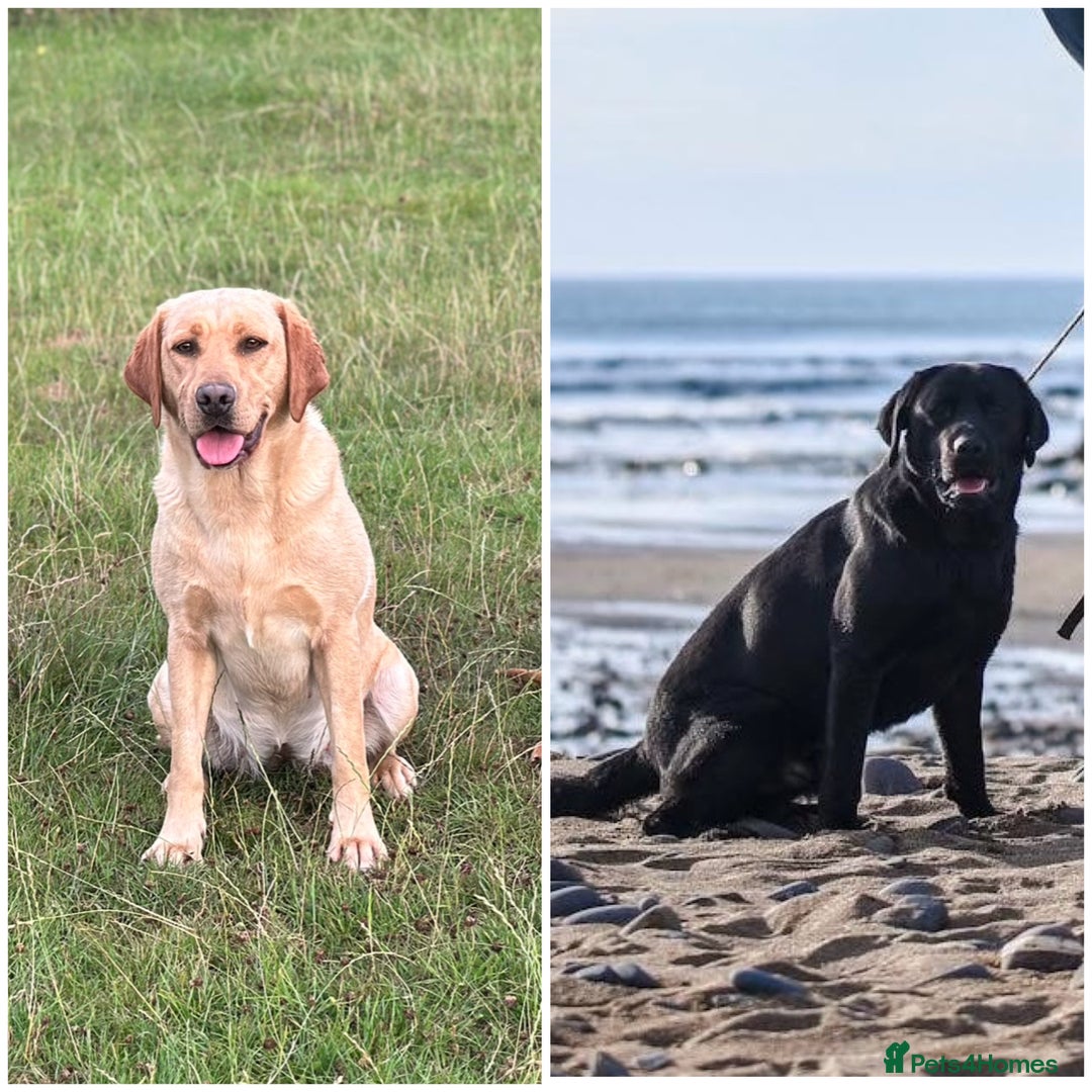 Labrador Retriever dogs for sale: 🐾🚨Litter announcement🚨🐾 - Image 2
