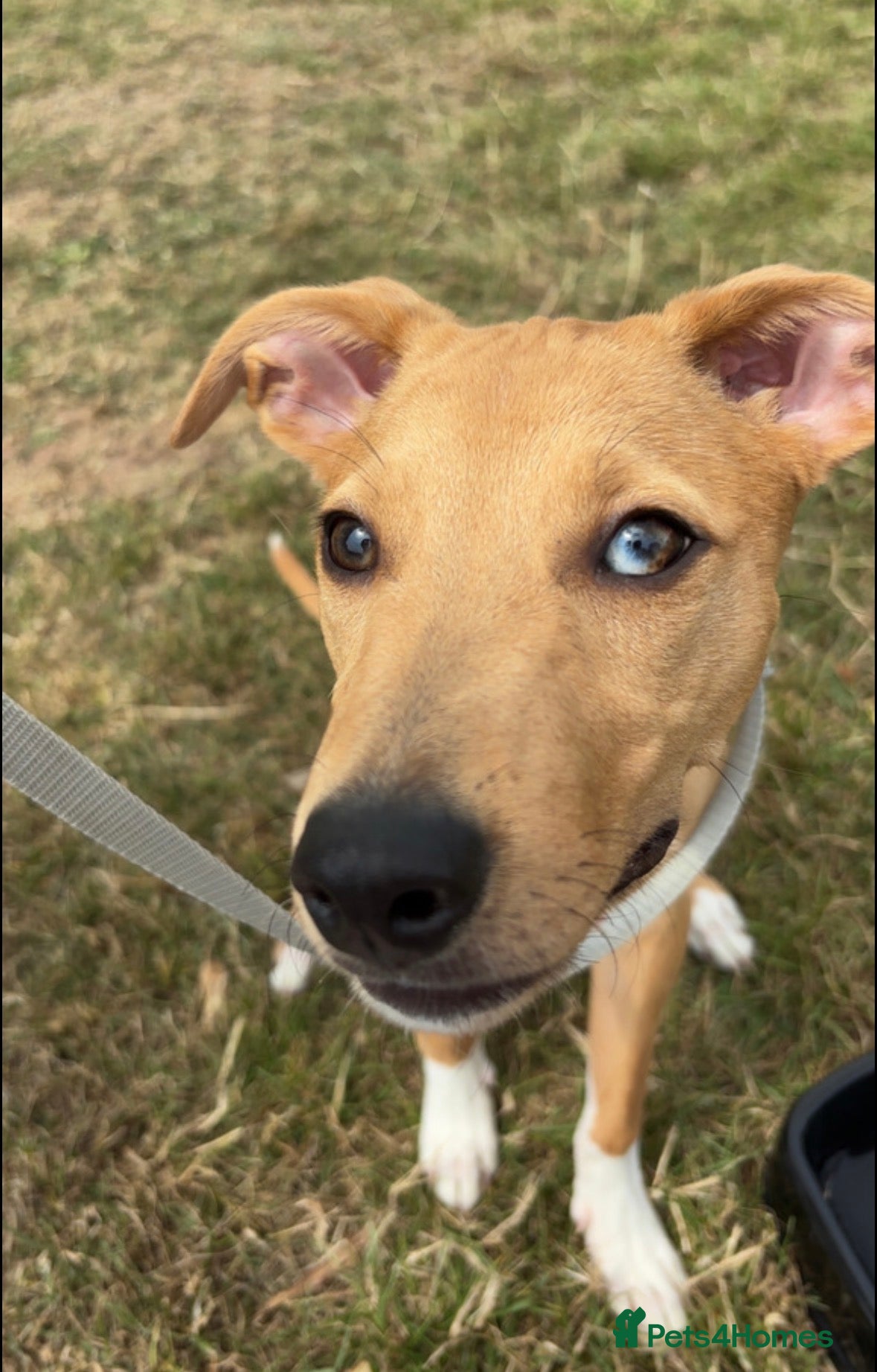 Mixed Breed dogs Nilou needs a family  - Advert 1