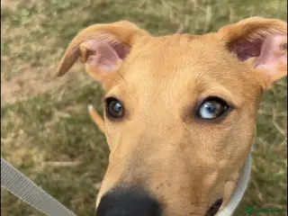 Mixed Breed dogs Nilou needs a family - Advert 1