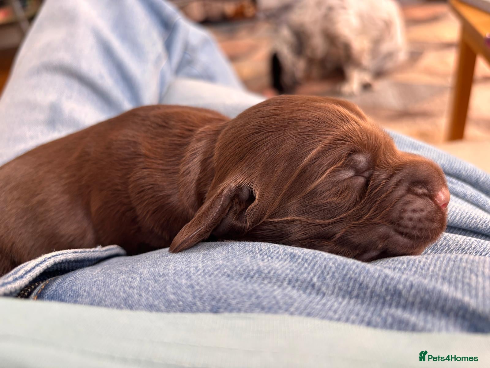 Cocker Spaniel dogs Top Quality KC  Working Cocker Spaniel puppies  - Advert 2