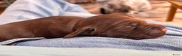 Cocker Spaniel dogs for sale: Top Quality KC  Working Cocker Spaniel puppies  in Cardiff - Advert 2
