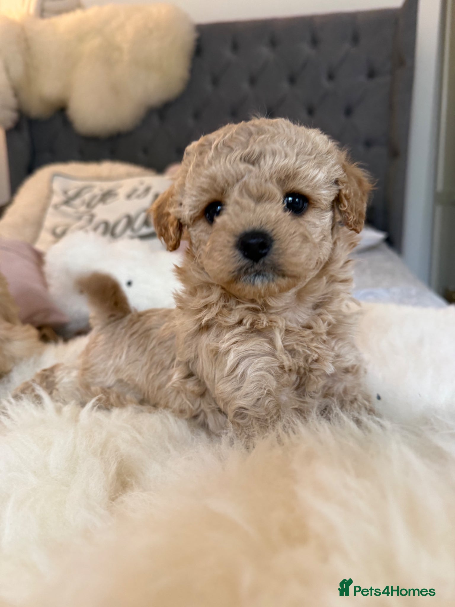 Maltipoo dogs Beautiful Maltipoo Puppies - Advert 1