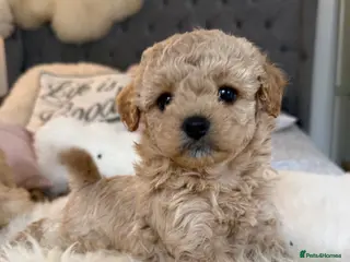 Maltipoo dogs Beautiful Maltipoo Puppies - Advert 1