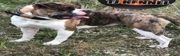 Alapaha Blue Blood Bulldog dogs for sale: Female pup. Ready now in Cambridge - Advert 9