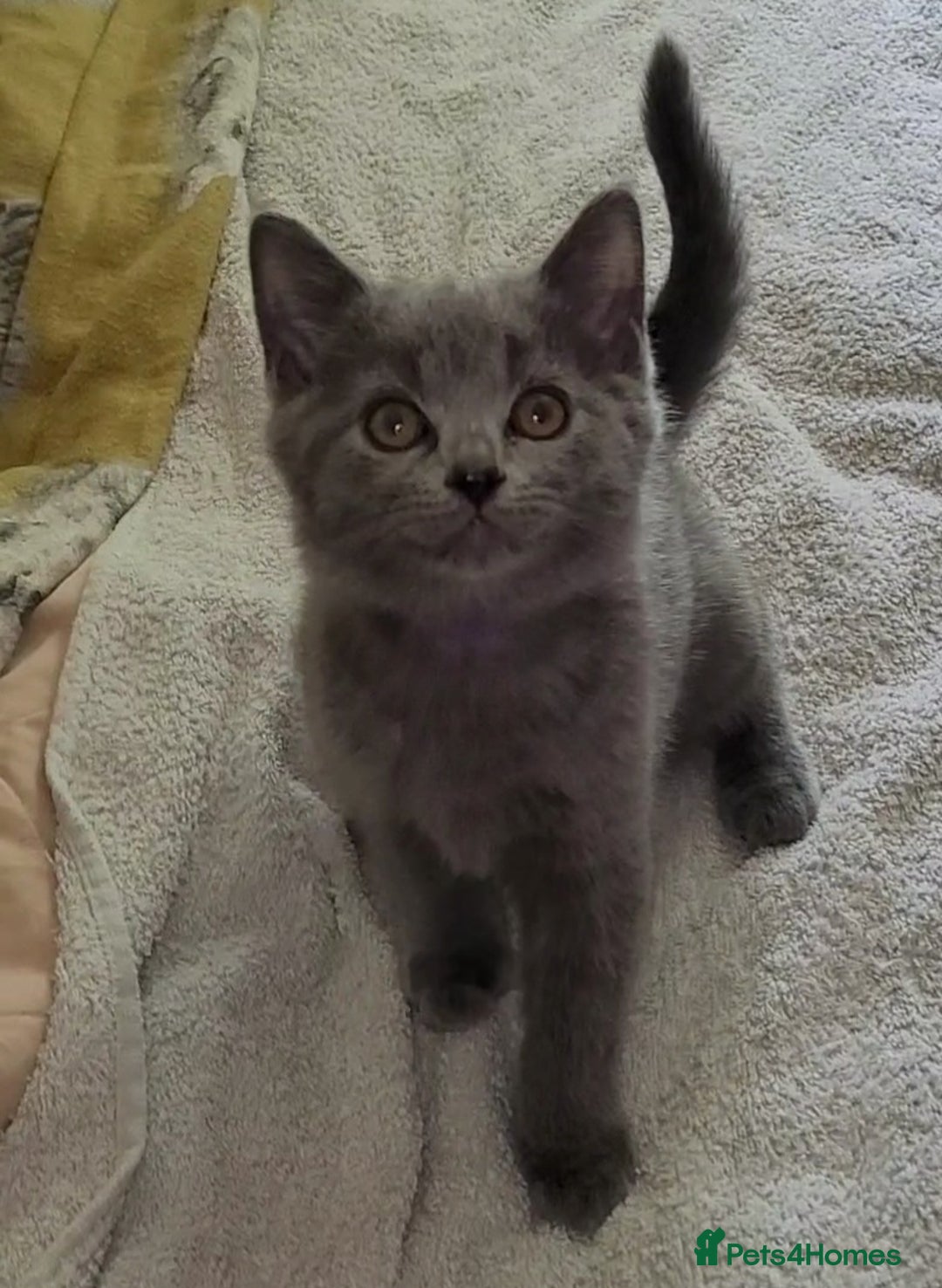 British Shorthair cats for sale: British Blue shorthair kittens £400 - Image 23