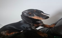 Miniature Dachshund dogs for sale: Darling dolly - Image 3