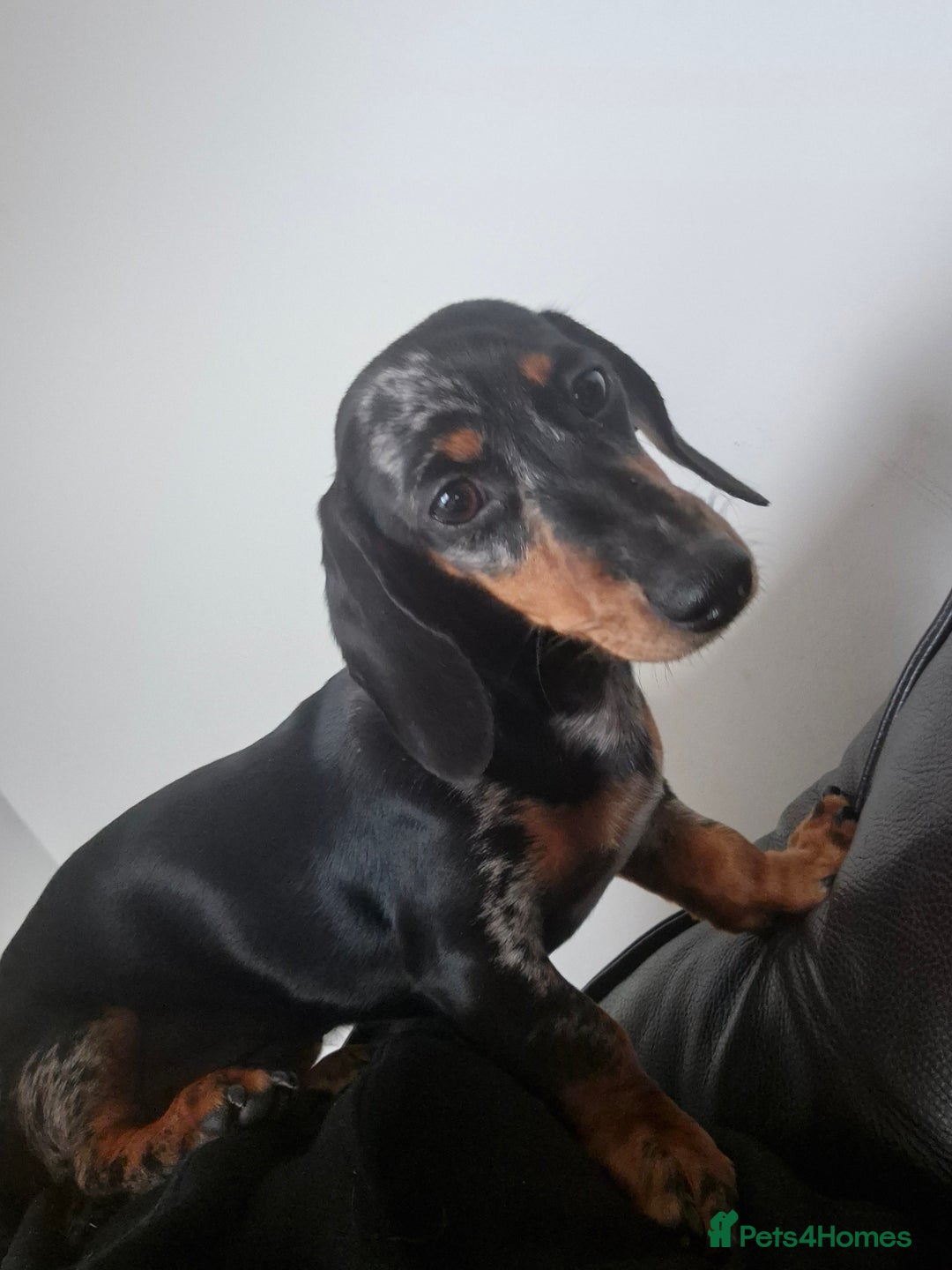 Miniature Dachshund dogs for sale: Darling dolly - Image 3