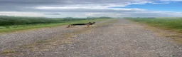 German Shepherd dogs for sale: German shepherd  - Advert 11