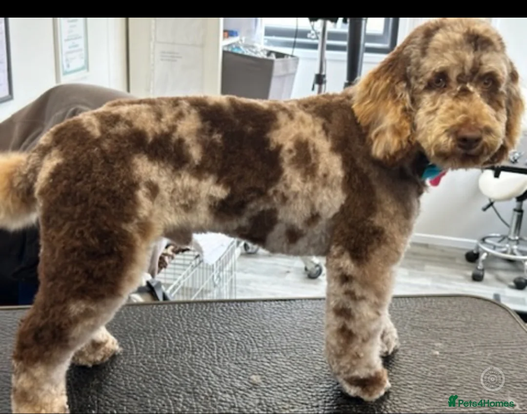 Miniature Poodle dogs for stud: Chocolate Merle Miniature Poodle Stud in Prudhoe - Advert 4