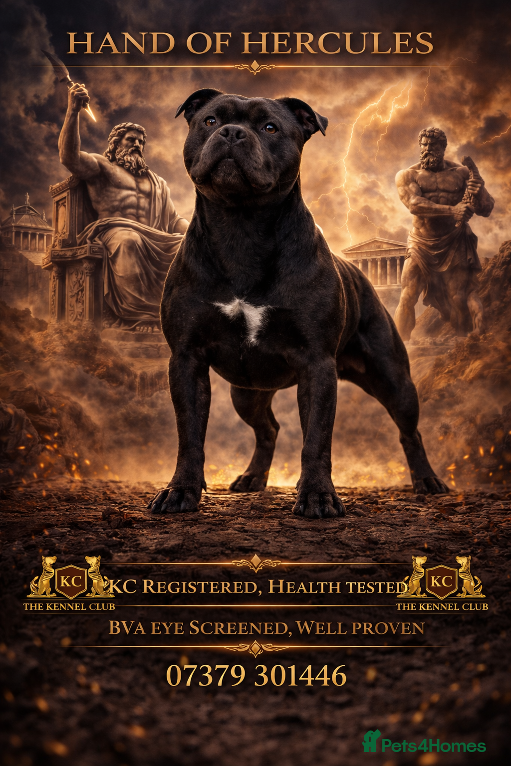 Staffordshire Bull Terrier dogs 🇬🇧 OX BULLZ! HERCULES, BLUE HEALTH TESTED STUD - Advert 6