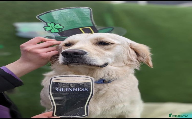 Golden Retriever dogs - Advert 1