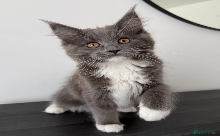 Maine Coon cats - Advert 12