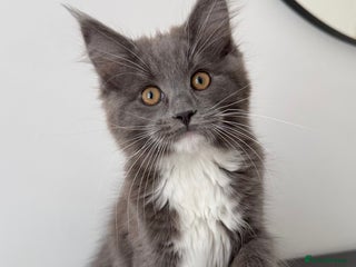 Maine Coon cats Fully Vaccinated Maine Coon x Ragdoll girl - Advert 15