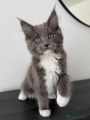 Maine Coon cats - Advert 12