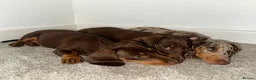 Dachshund dogs for sale: Dachshunds puppies - Advert 4
