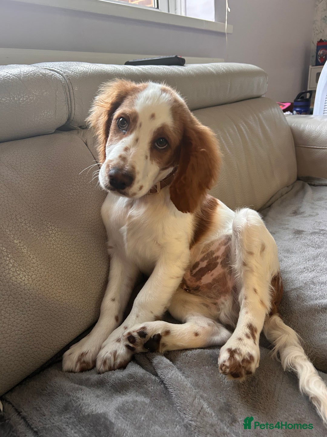 Cockapoo dogs for sale: 5 months old Cockerpoo - Advert 2