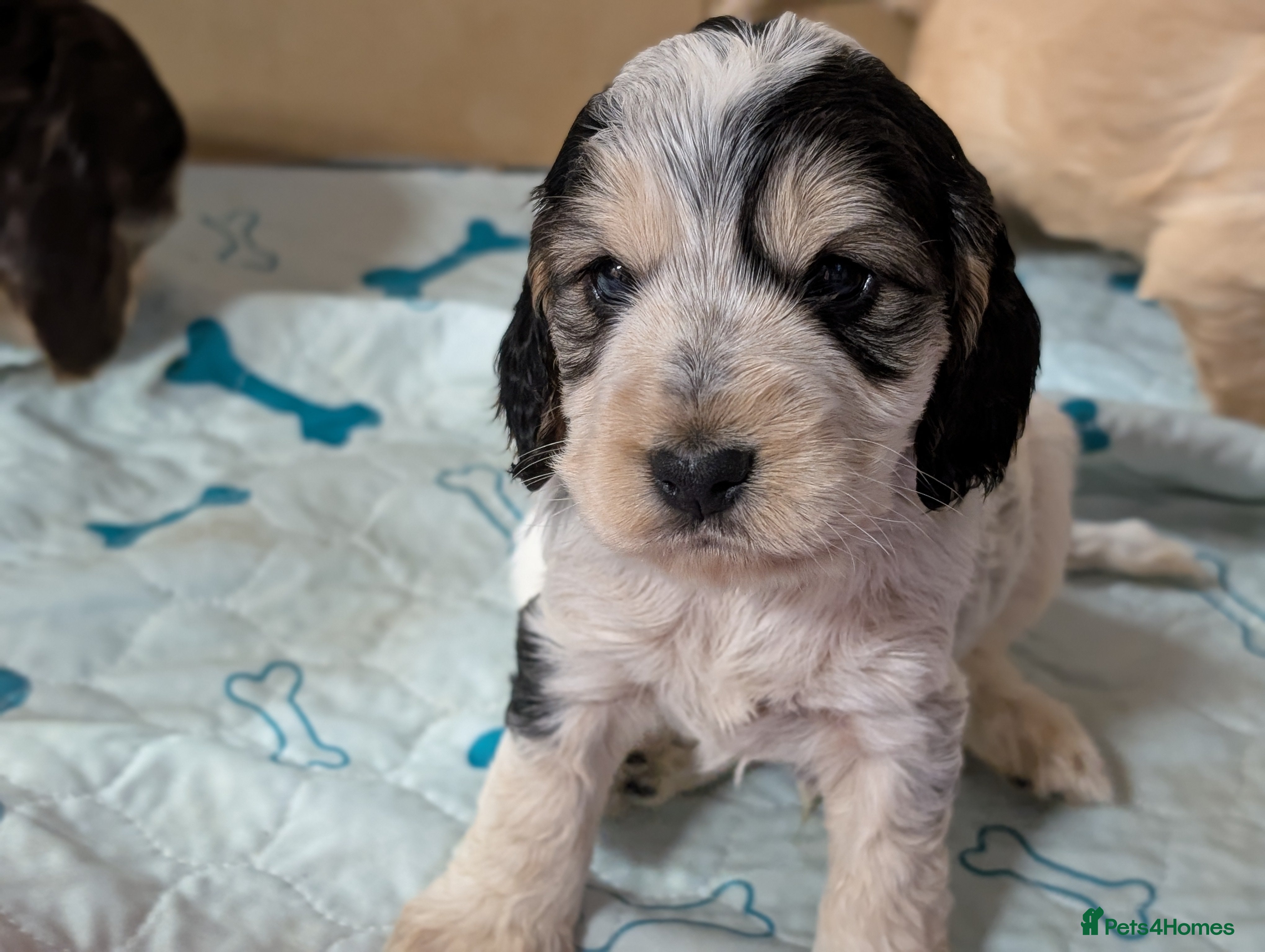 Cockapoo dogs Beautiful show type cockerpoo puppies  - Advert 18