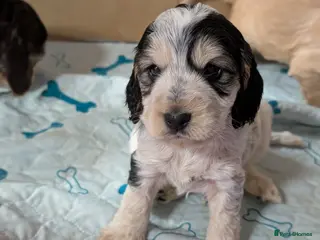 Cockapoo dogs Beautiful show type cockerpoo puppies - Advert 18