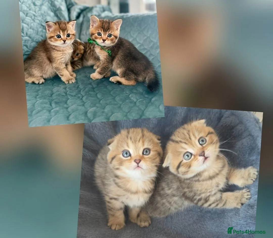 Scottish Fold cats for sale: Adorable 6 Scottish fold kittens  - Advert 1